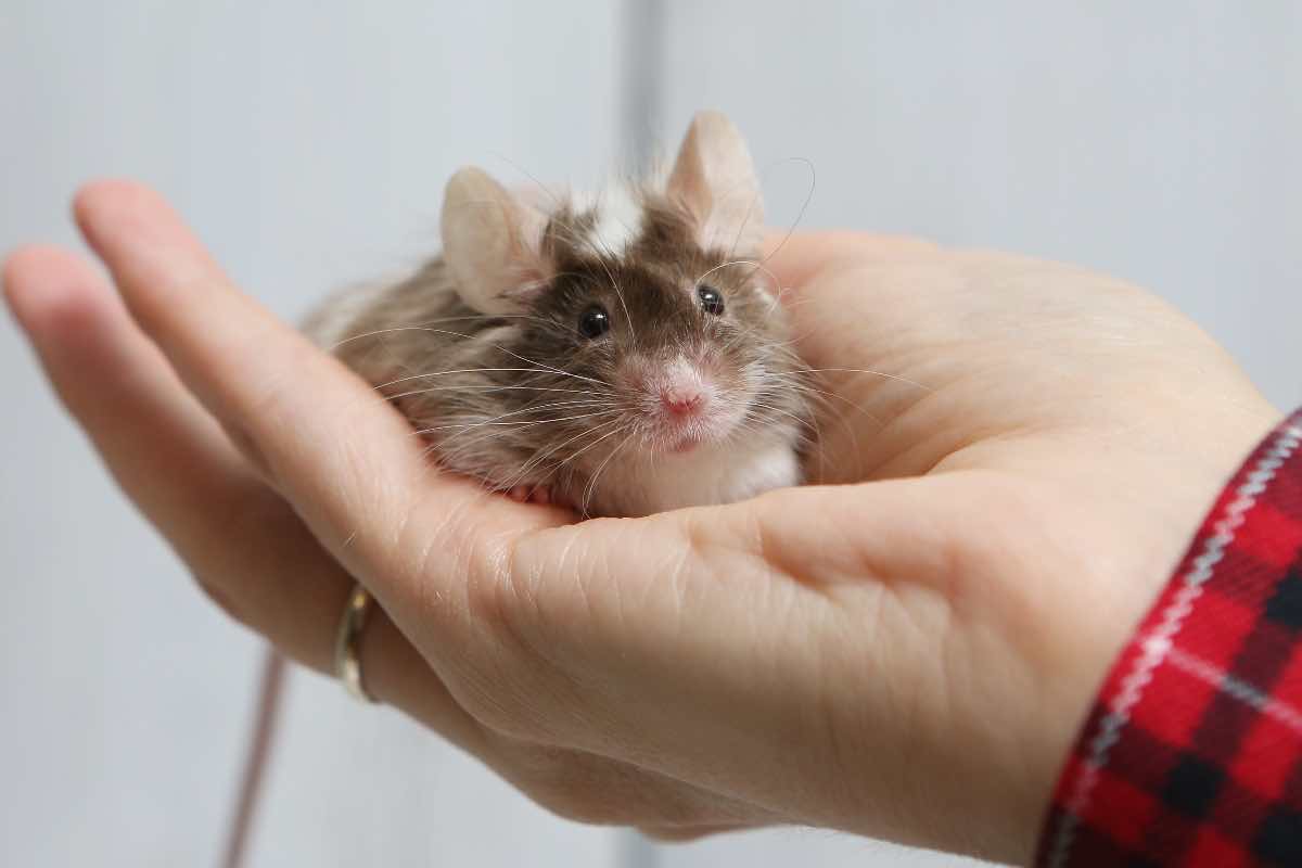 Ratti Topi in macchina
