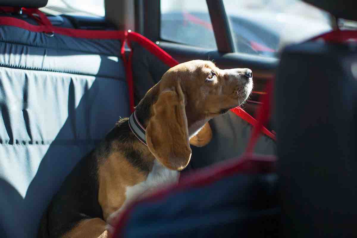 Cane Vettura cane pulita