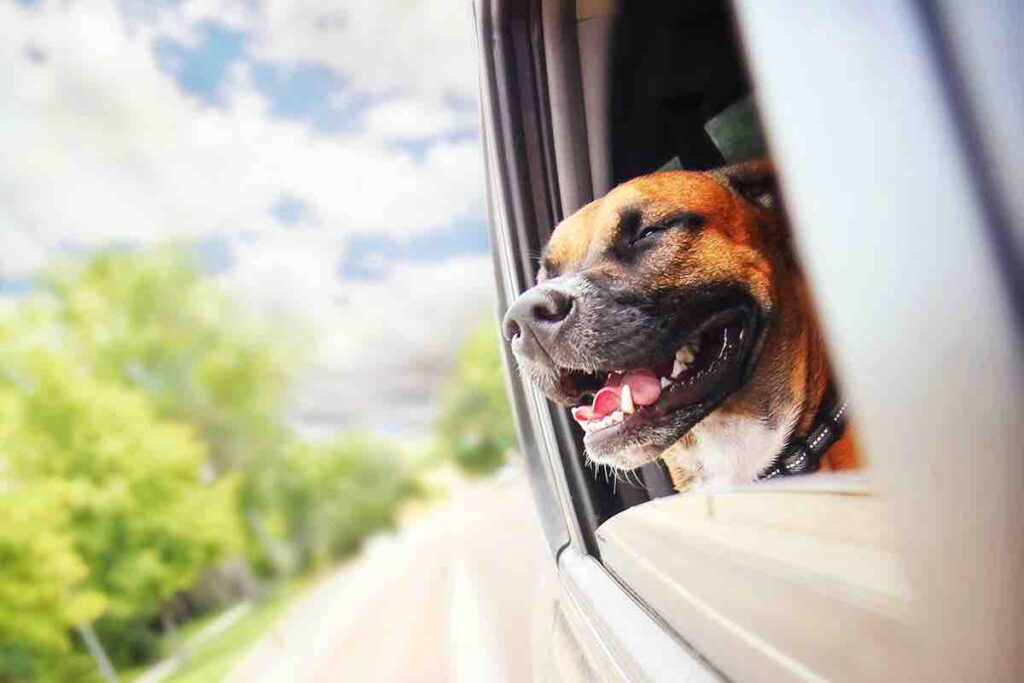 Peli del cane