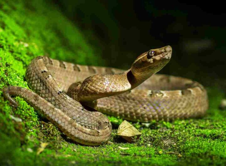 Serpente in auto come comprotarsi