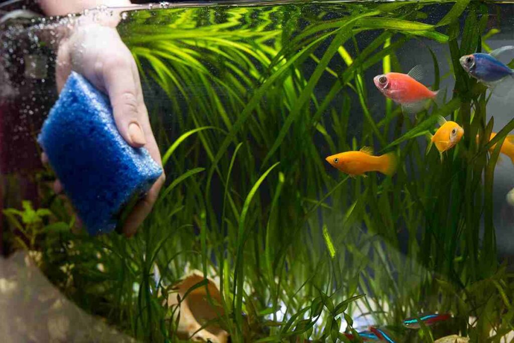 Auto acquario