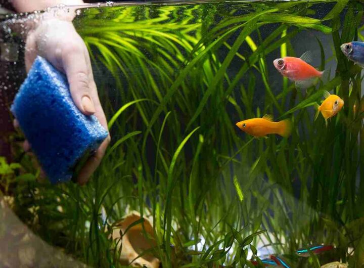 Auto acquario